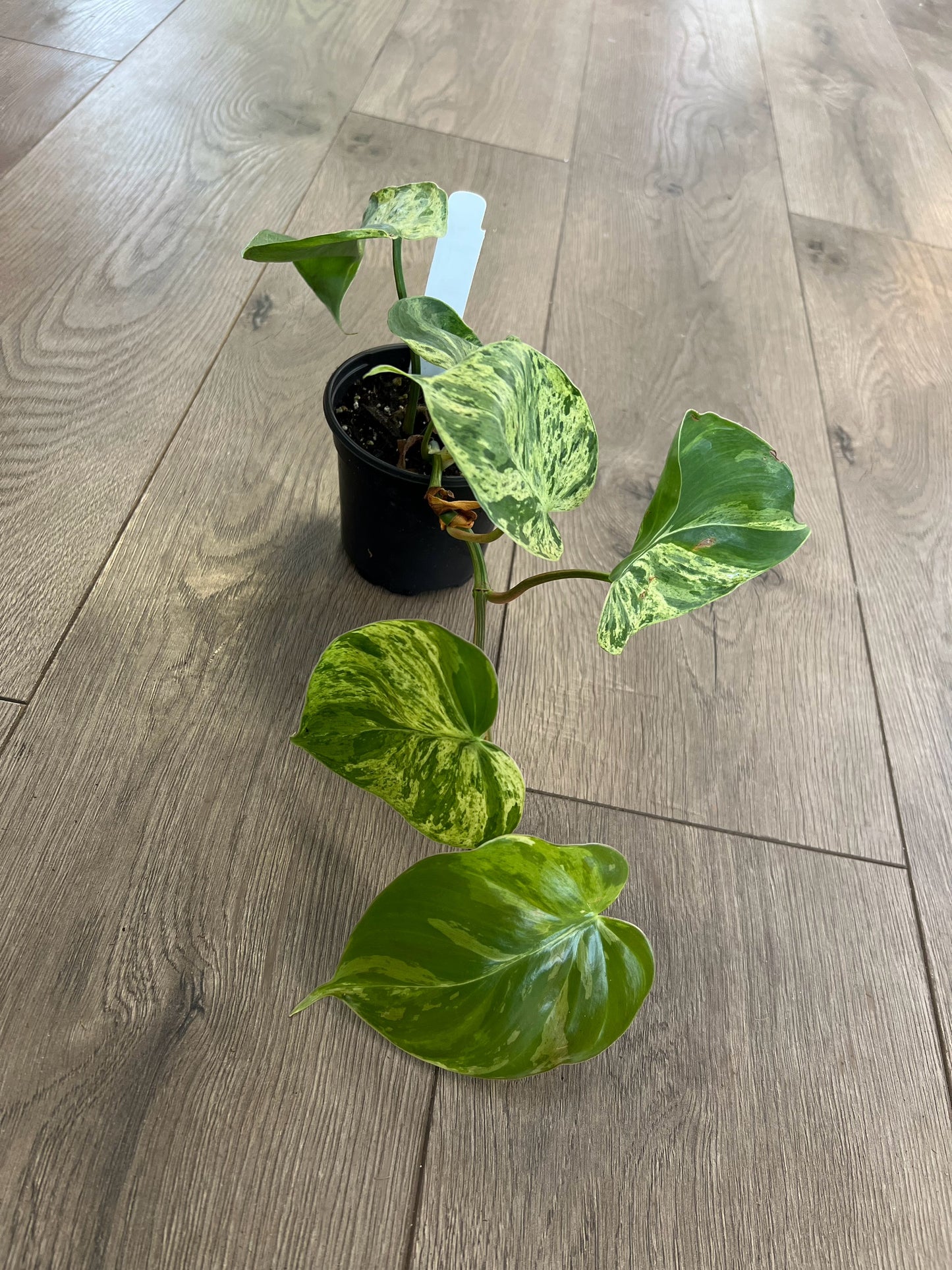 Philodendron cordatum 'Heart Leaf variegata'