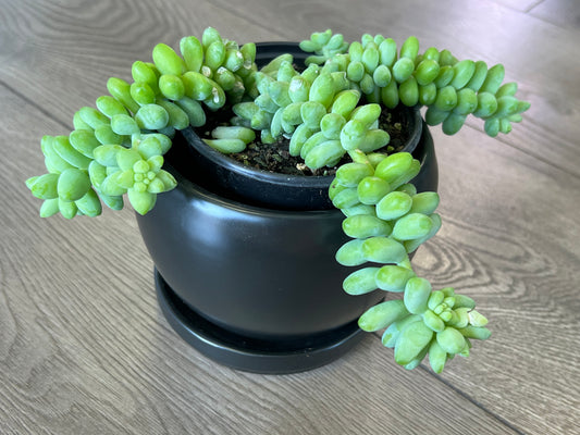 Sedum morganianum 'Burro's Tail