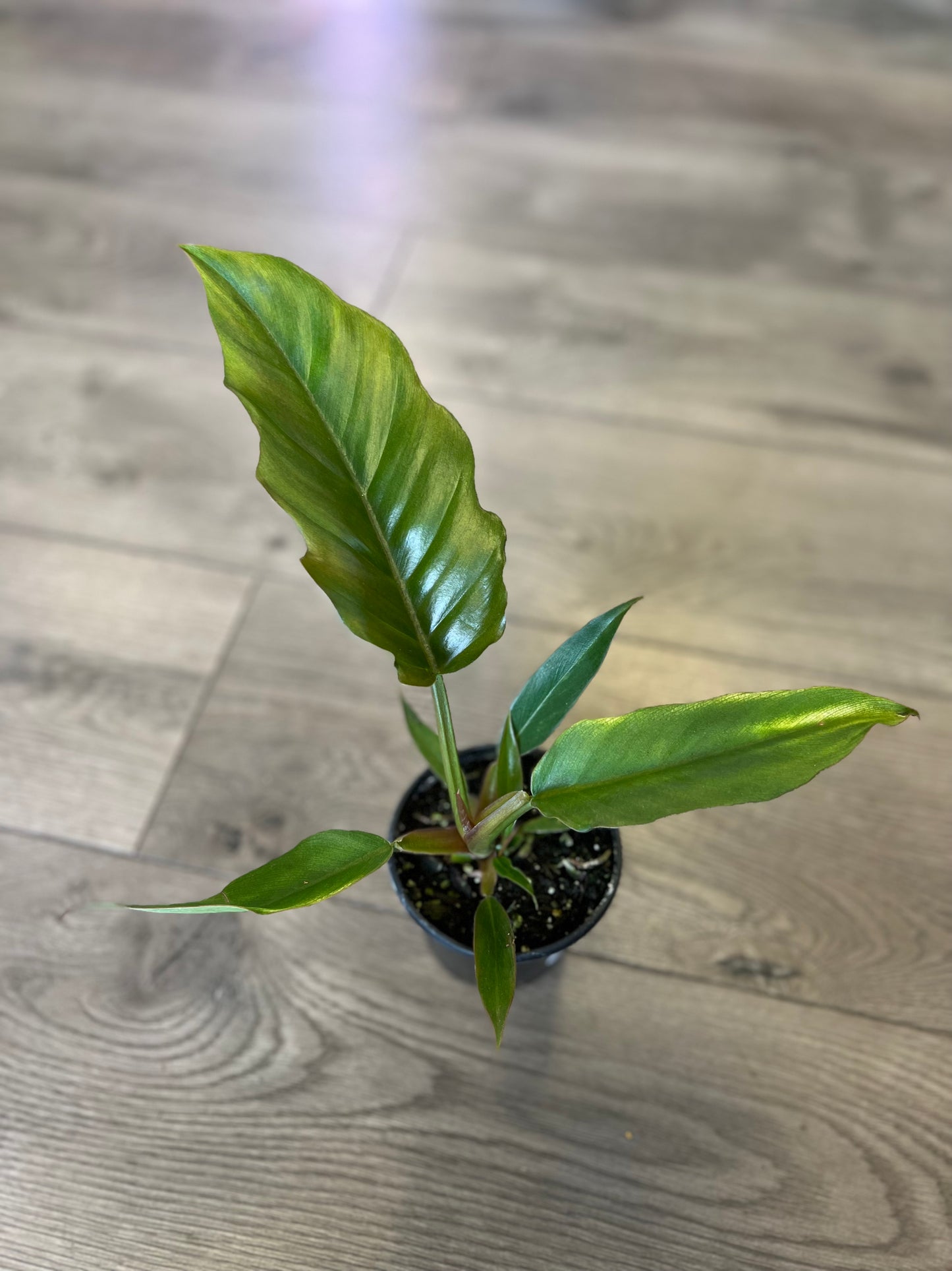 Philodendron ‘Pluto’