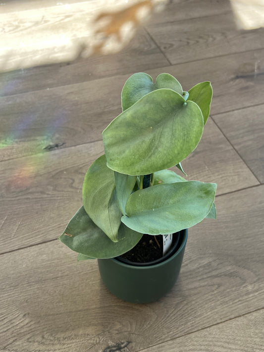 Scindapsus pict. 'Platinum'