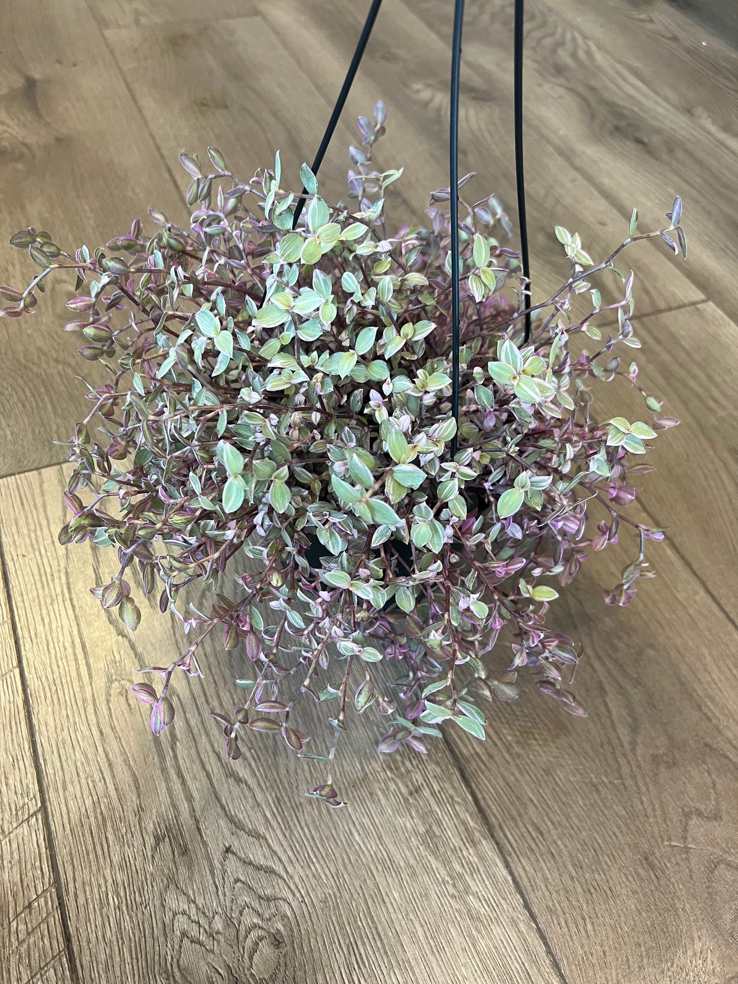 callisia repens 'Pink Panther'