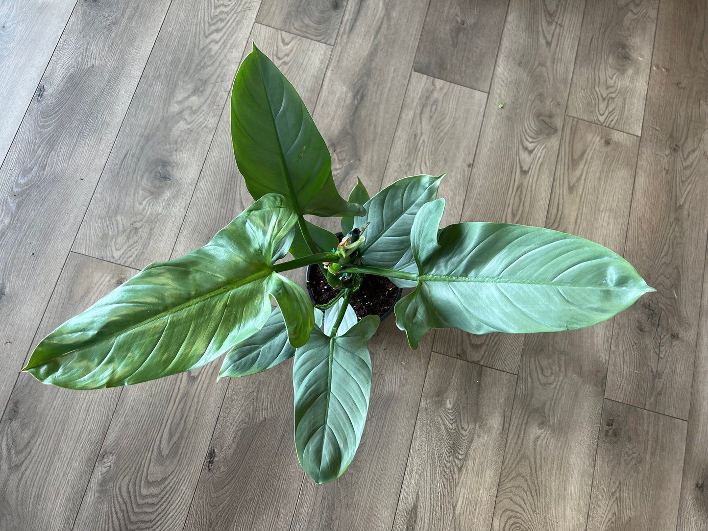 Philodendron hastatum 'Silver Sword'