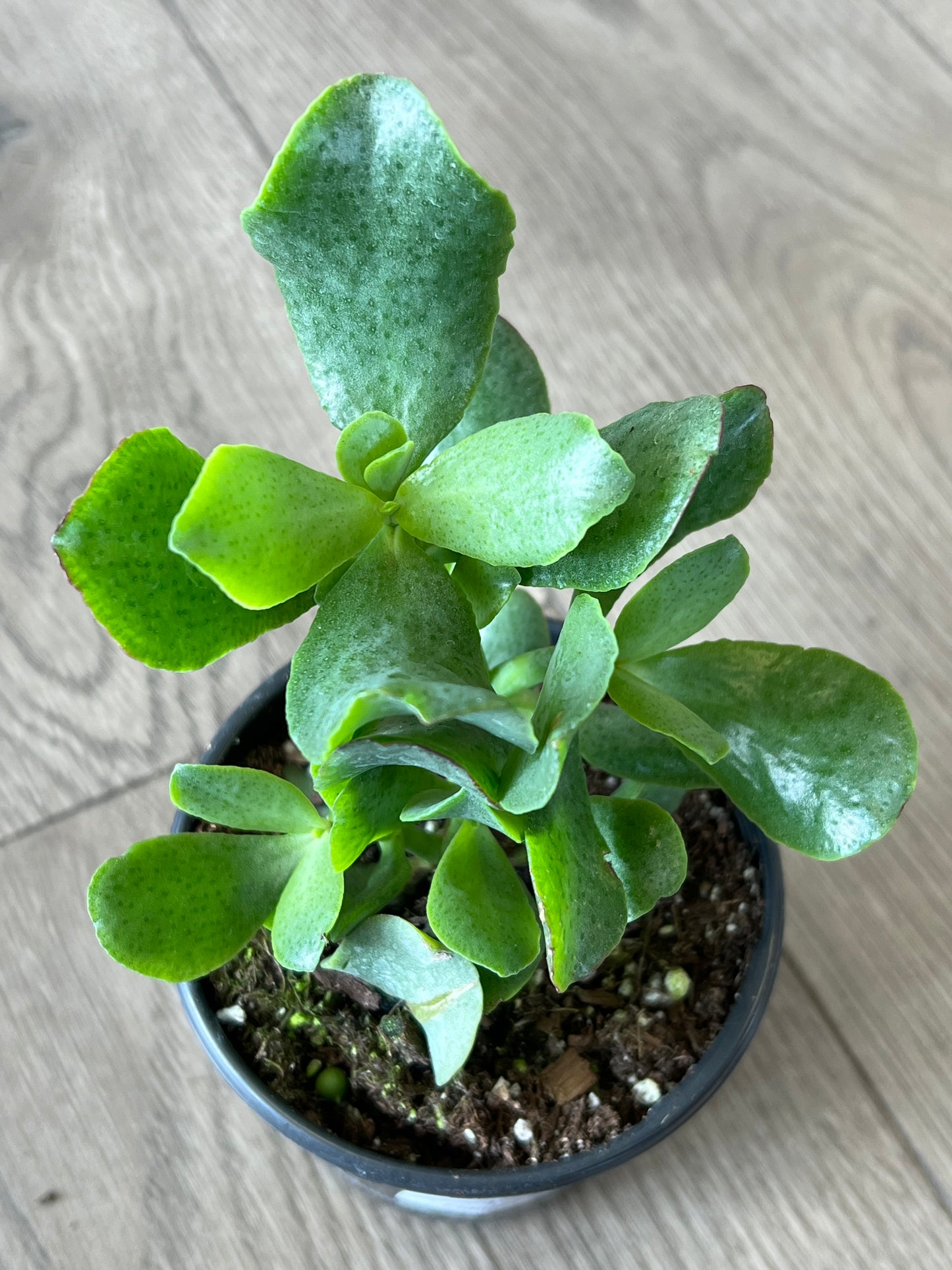 Crassula abor 'Curly Green Ripple Jade'