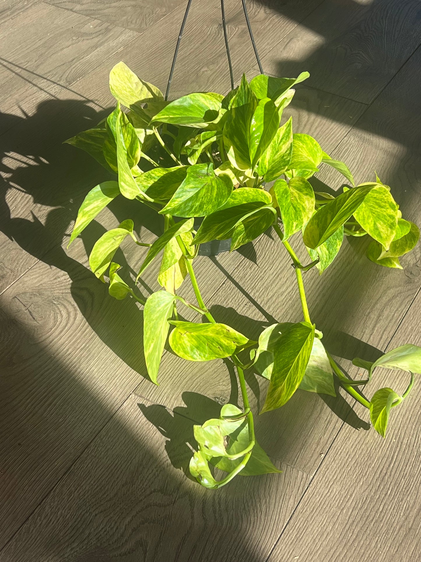 Epipremnum aur. 'Sunshine Goddess Pothos'