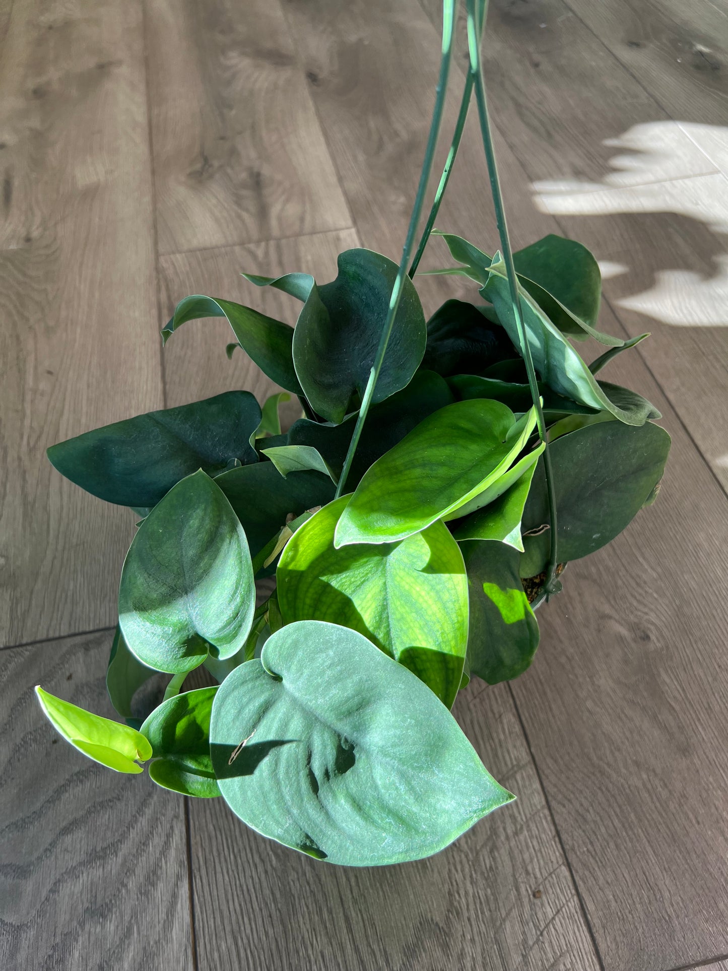 Scindapsus 'Jade Satin'