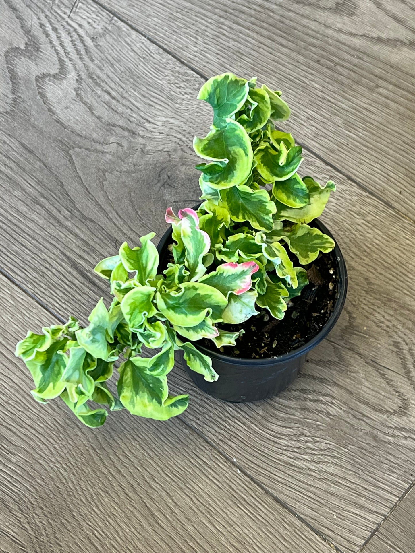 Pedilanthus tithymaloides 'Devil's Backbone curly pink'