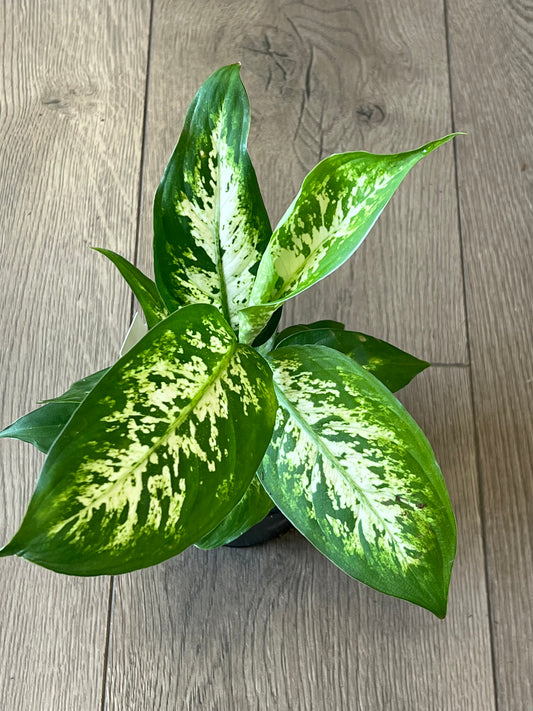 Dieffenbachia 'Tropic Snow'