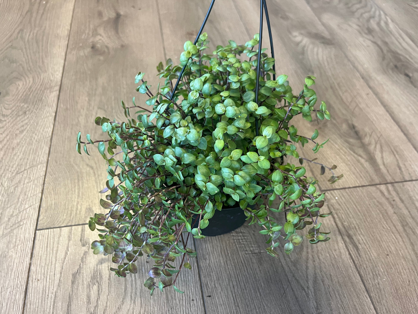 callisia repens 'Turtle Vine'