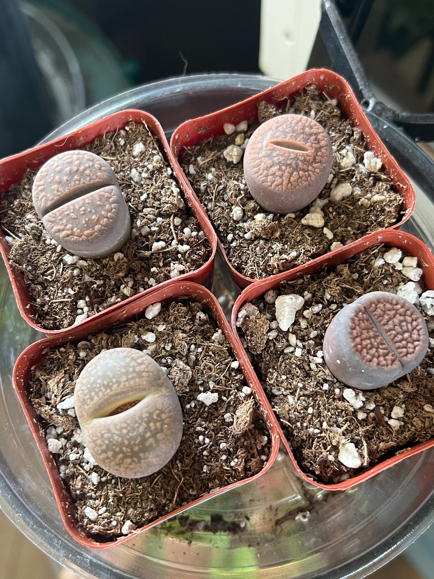 Lithops 'Living stone'