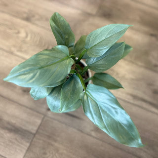 Philodendron hastatum 'Silver Sword'