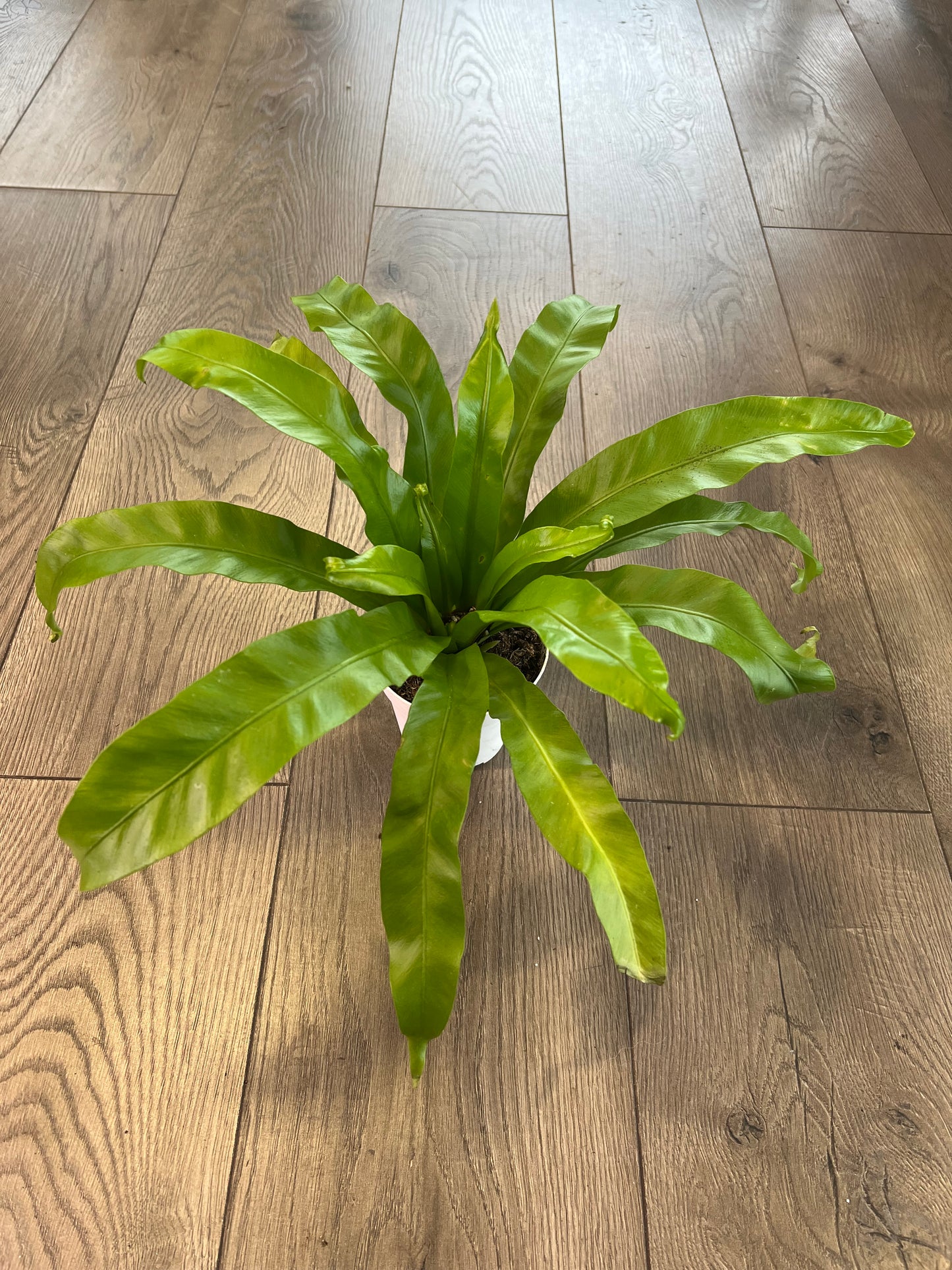 Asplenium nidus 'Birds Nest Fern'