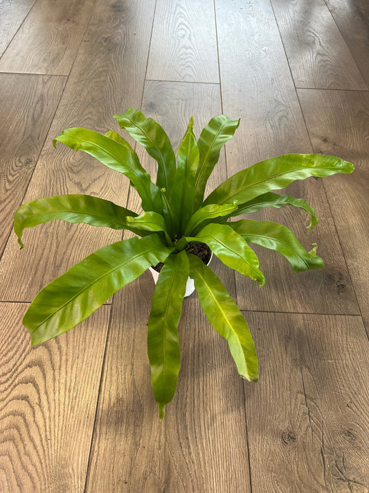 Asplenium nidus 'Birds Nest Fern'