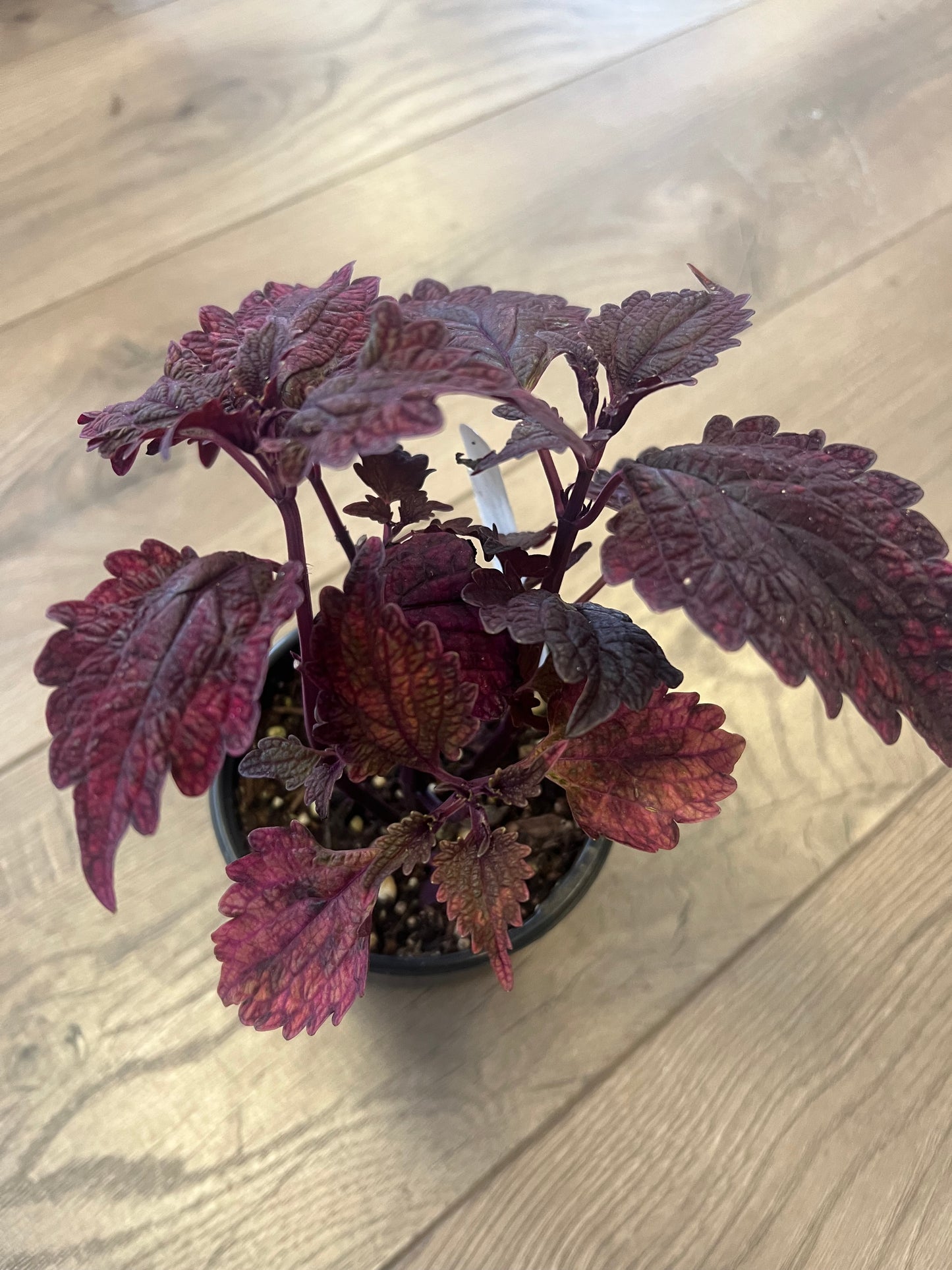 Coleus 'Theater Velvet'