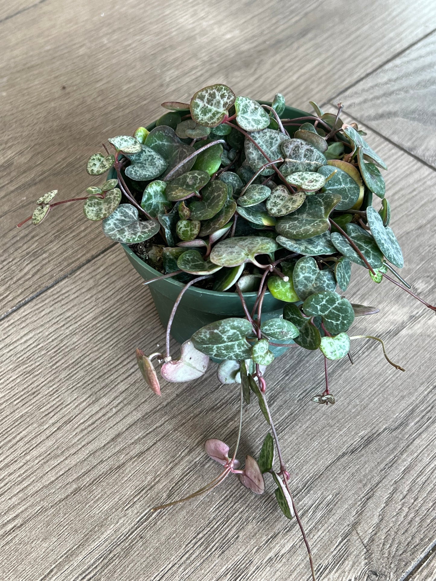 Ceropegia woodii 'String of Hearts'