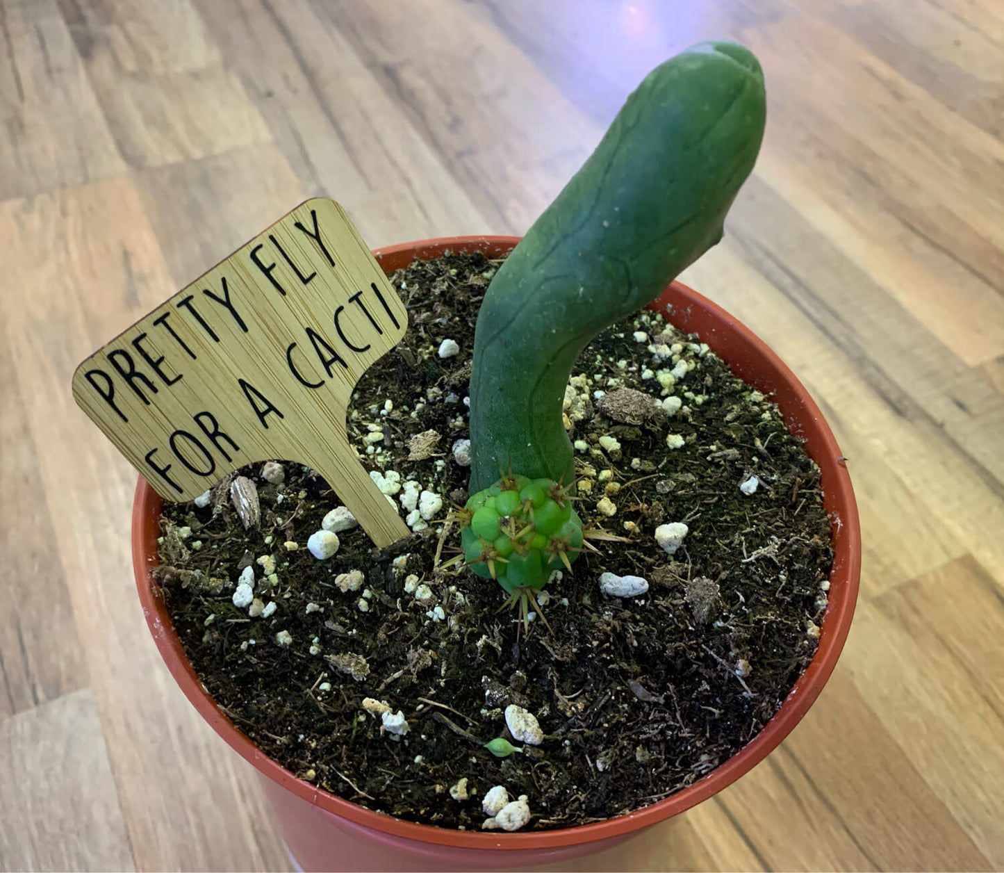 Trichocereus bridgesii monstrose 'Penis Cactus'