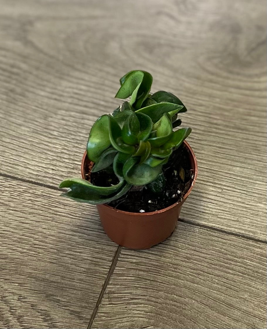 Hoya 'Compacta rope'