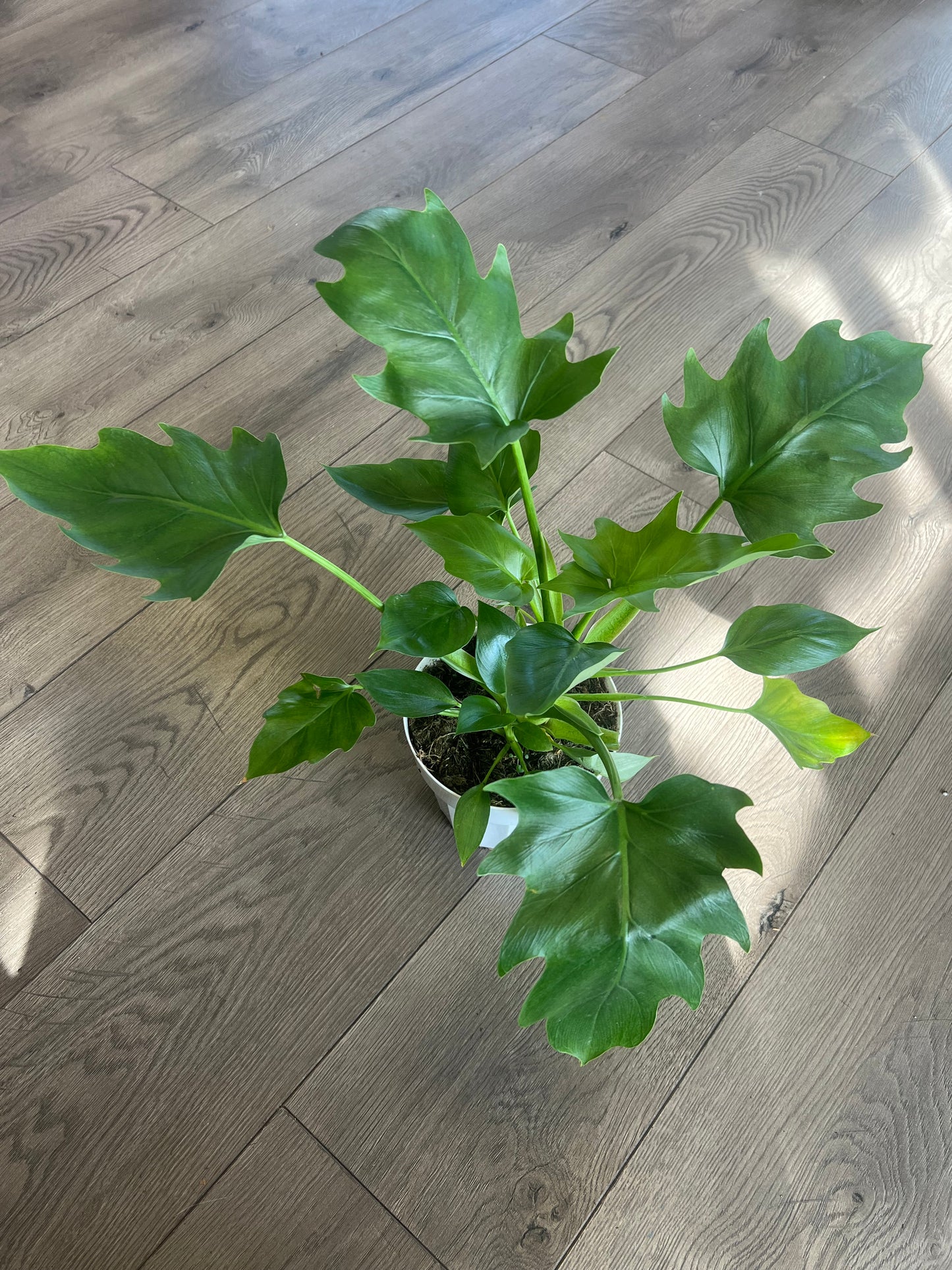 Philodendron warscewiczii