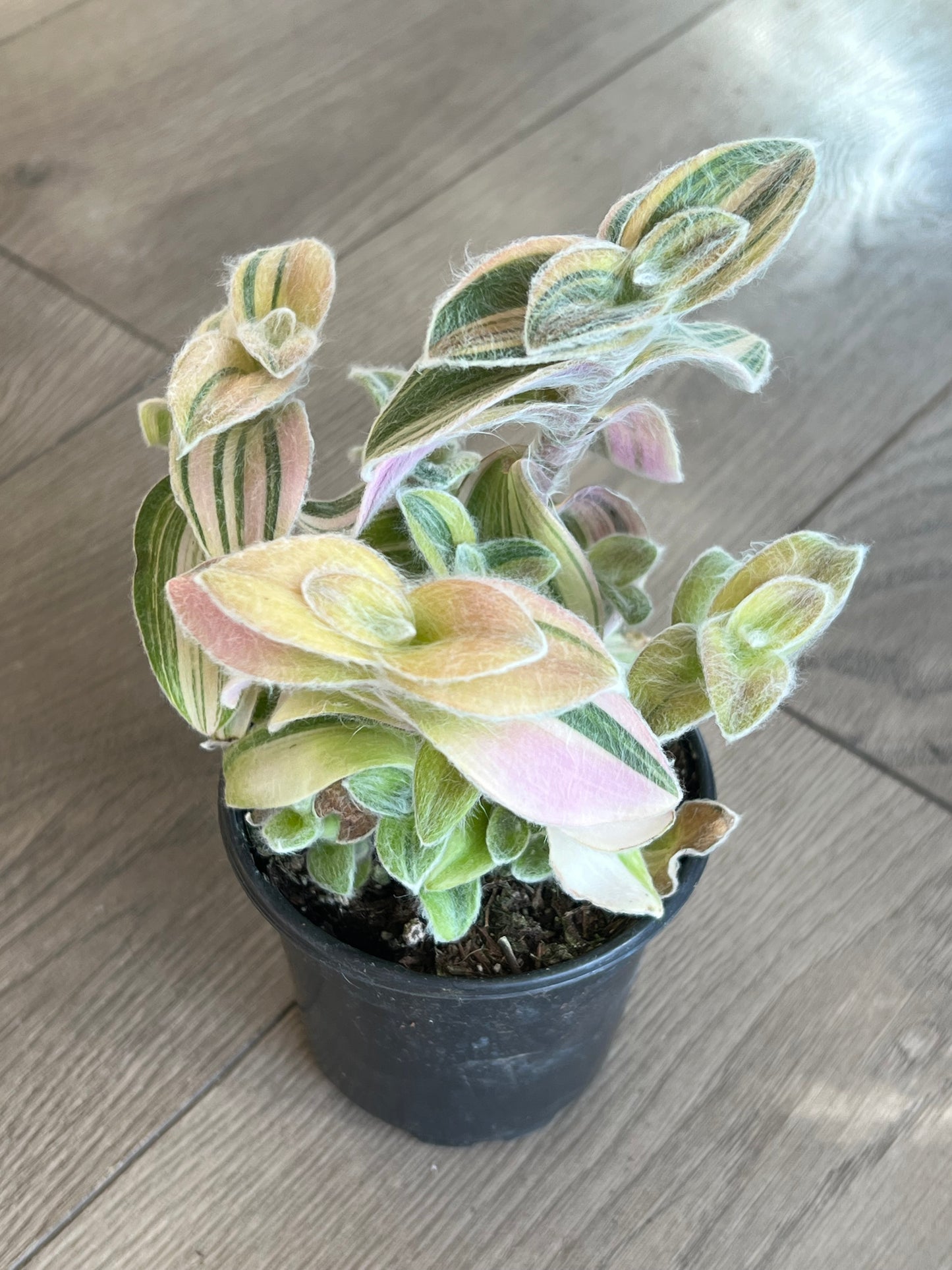 Tradescantia 'Velvet Moon'