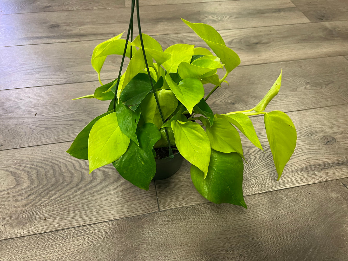 Epipremnum aur. 'Neon Pothos'