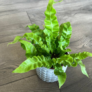Asplenium nidus 'Crispy Wave Birds Nest Fern'