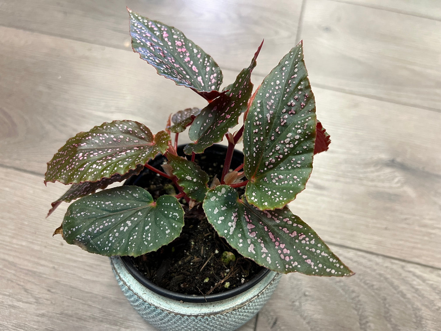 Angel Wing Begonia 'Maculata Pink Spot'