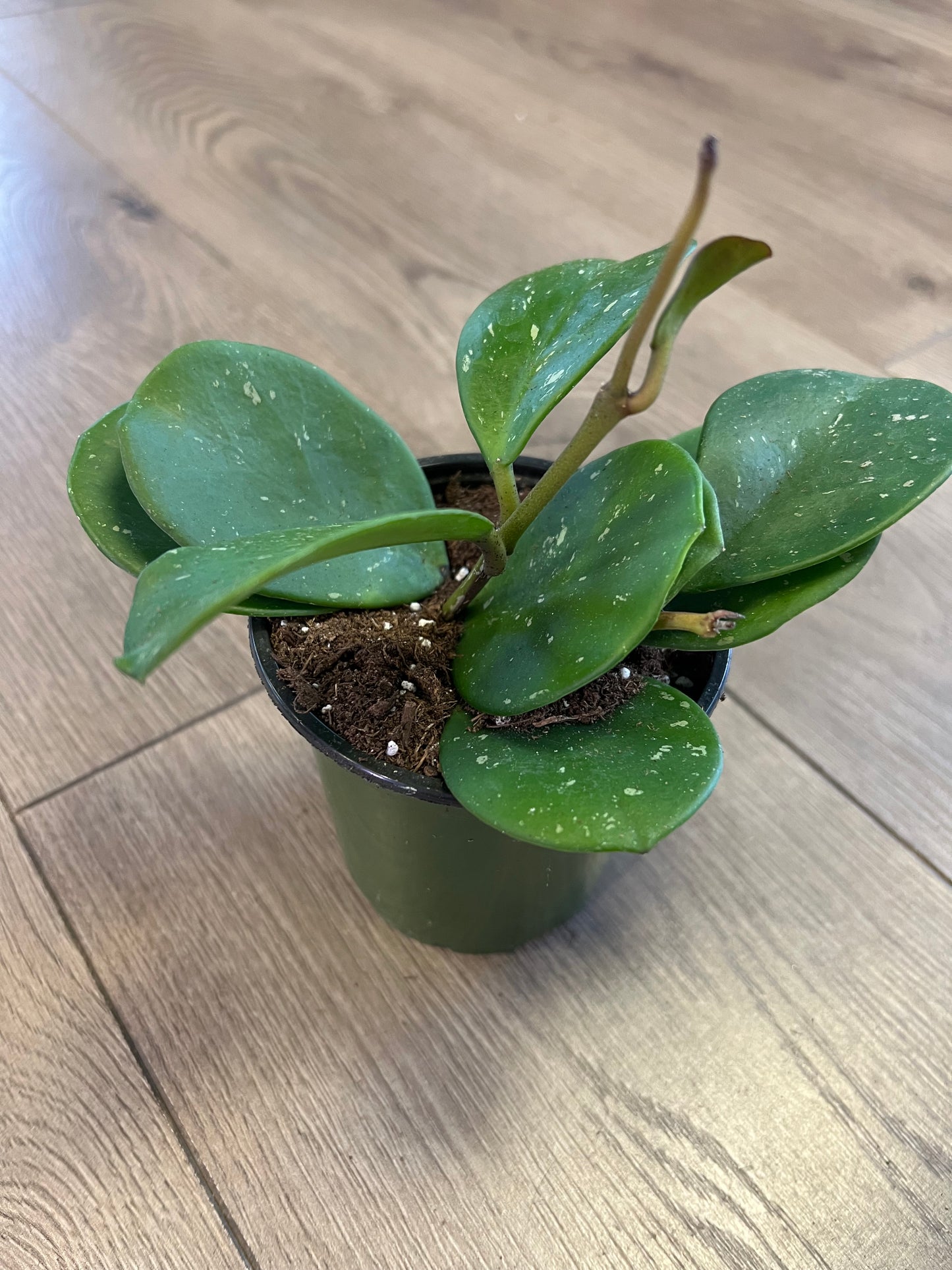 Hoya obovata