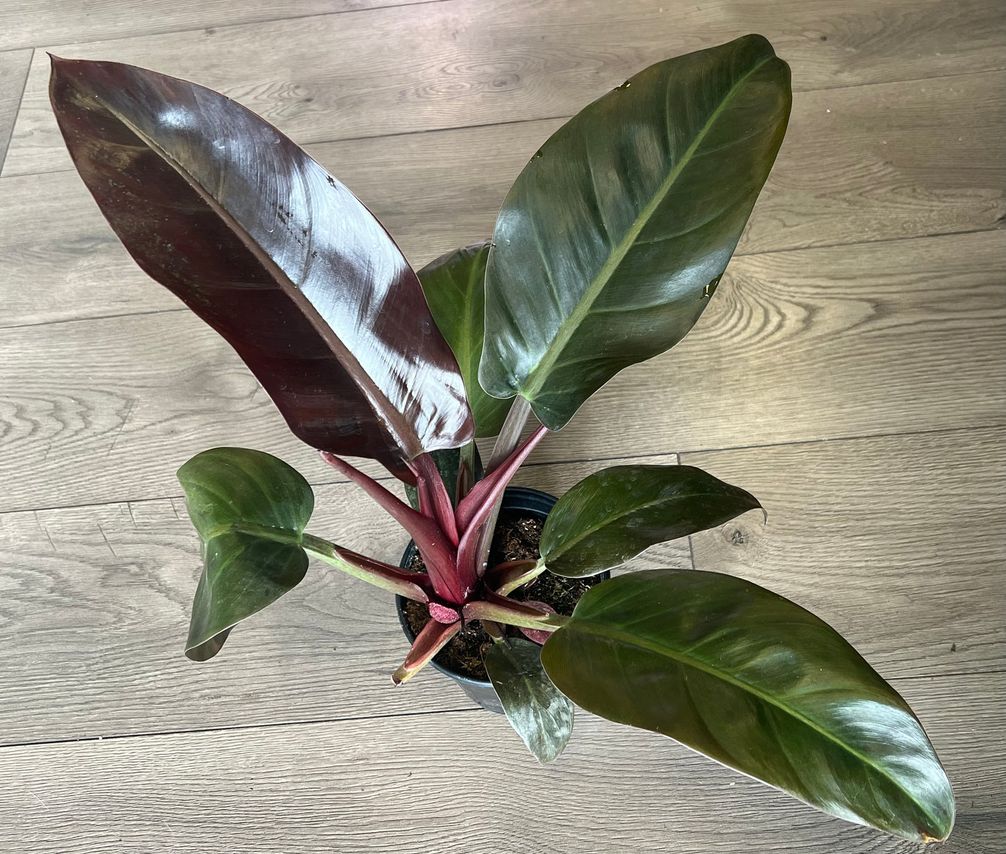 Philodendron 'Imperial Red'
