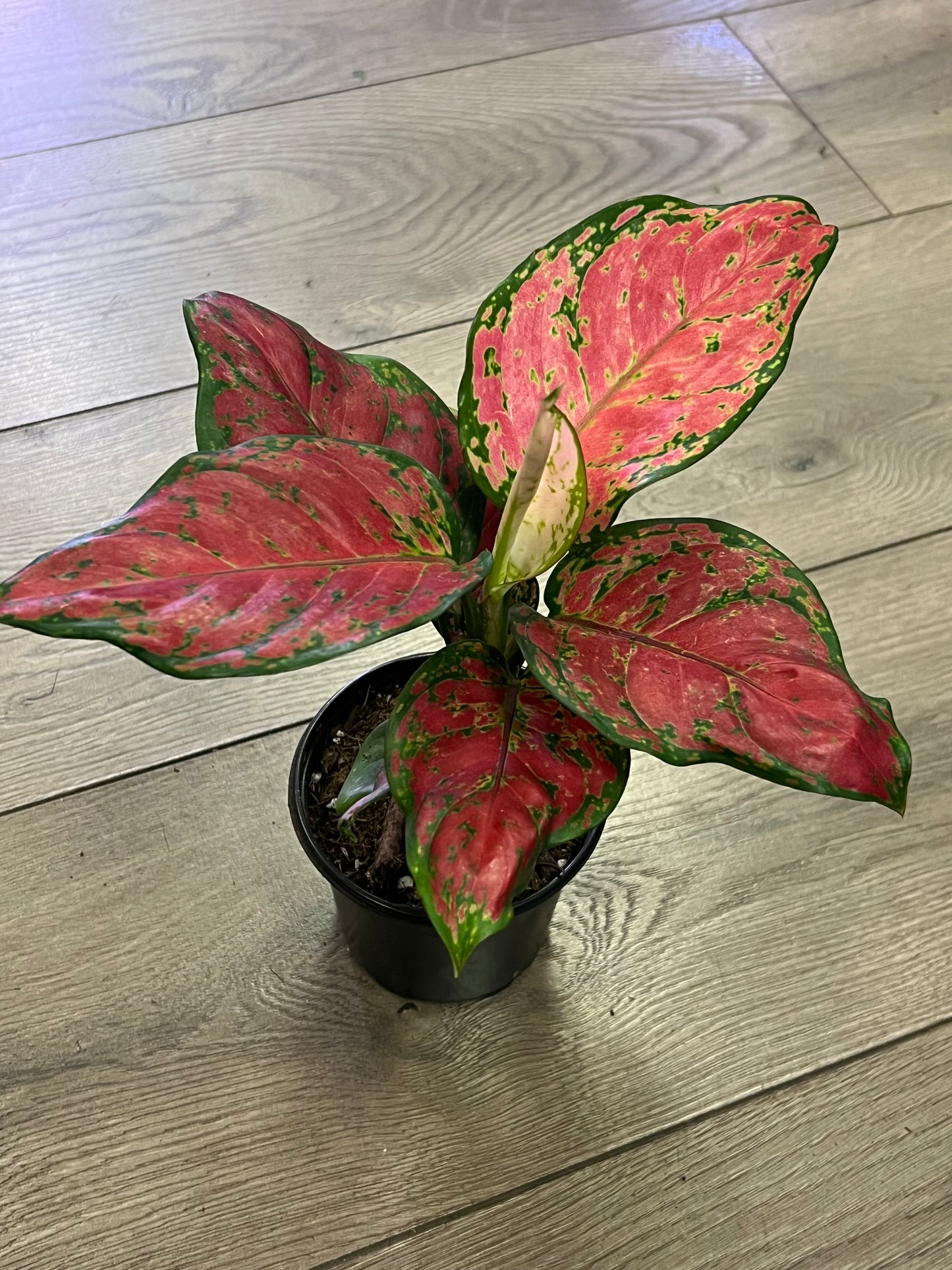 Aglaonema 'Lucky Red'