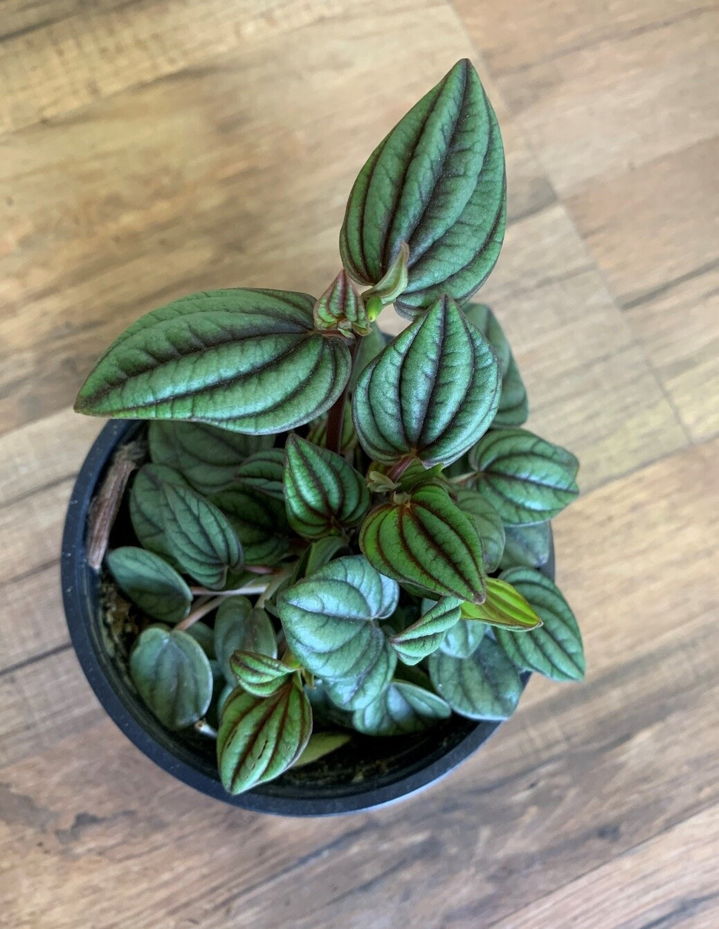 Peperomia albovitttata 'Peacock'
