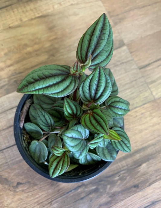 Peperomia albovitttata 'Peacock'