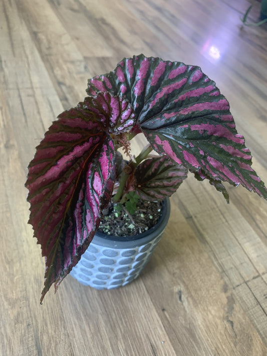 Angel Wing Begonia brevirimosa 'Exotica'
