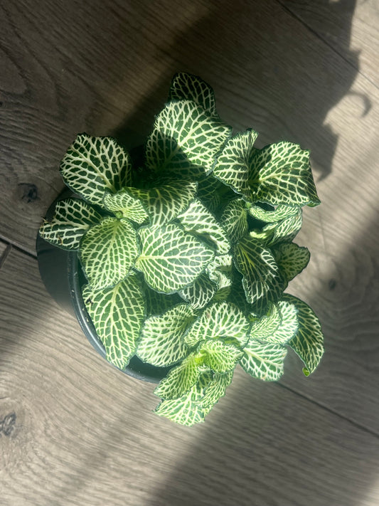 Fittonia 'Nerve Plant' White