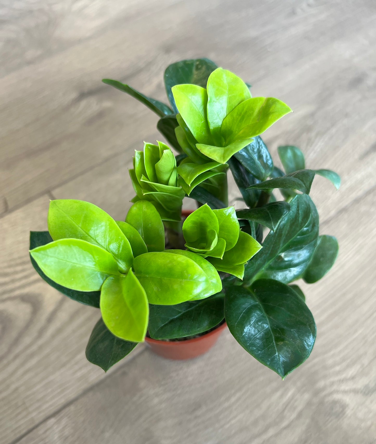 Zamioculcas zamiifolia 'ZZ'