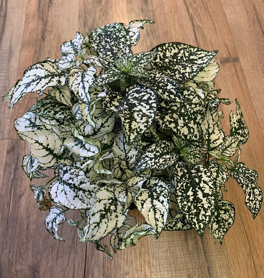 Hypoestes phyllostachya 'White Polka dot Plant'