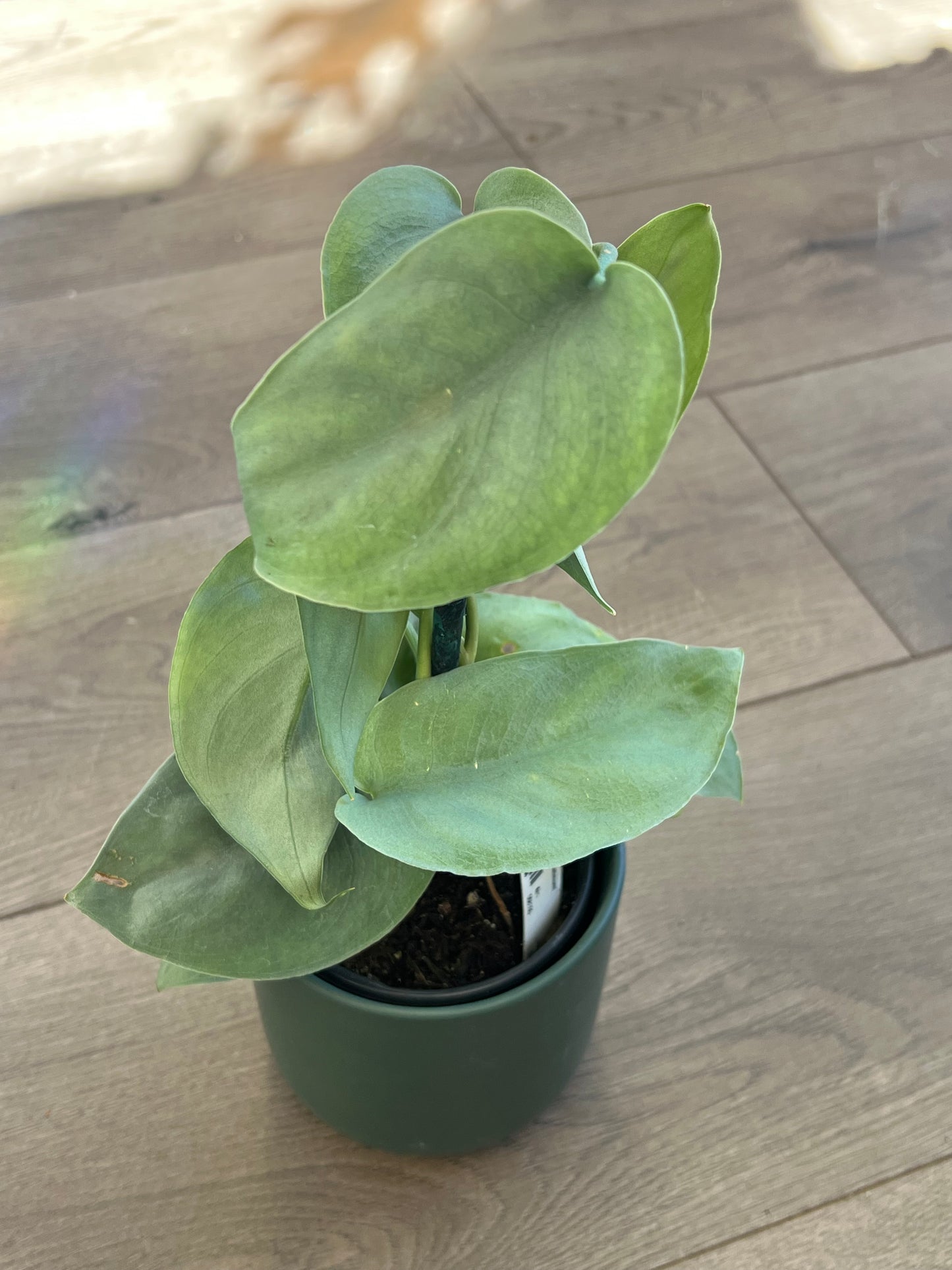 Scindapsus pict. 'Platinum'