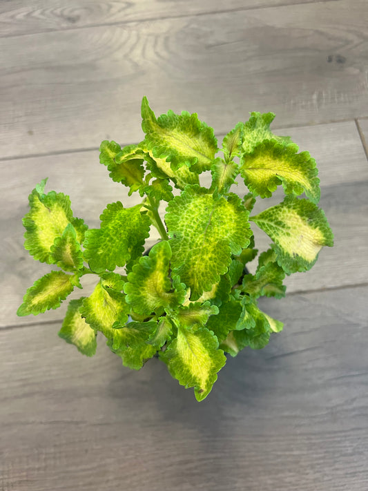 Coleus 'Lime Sprite'