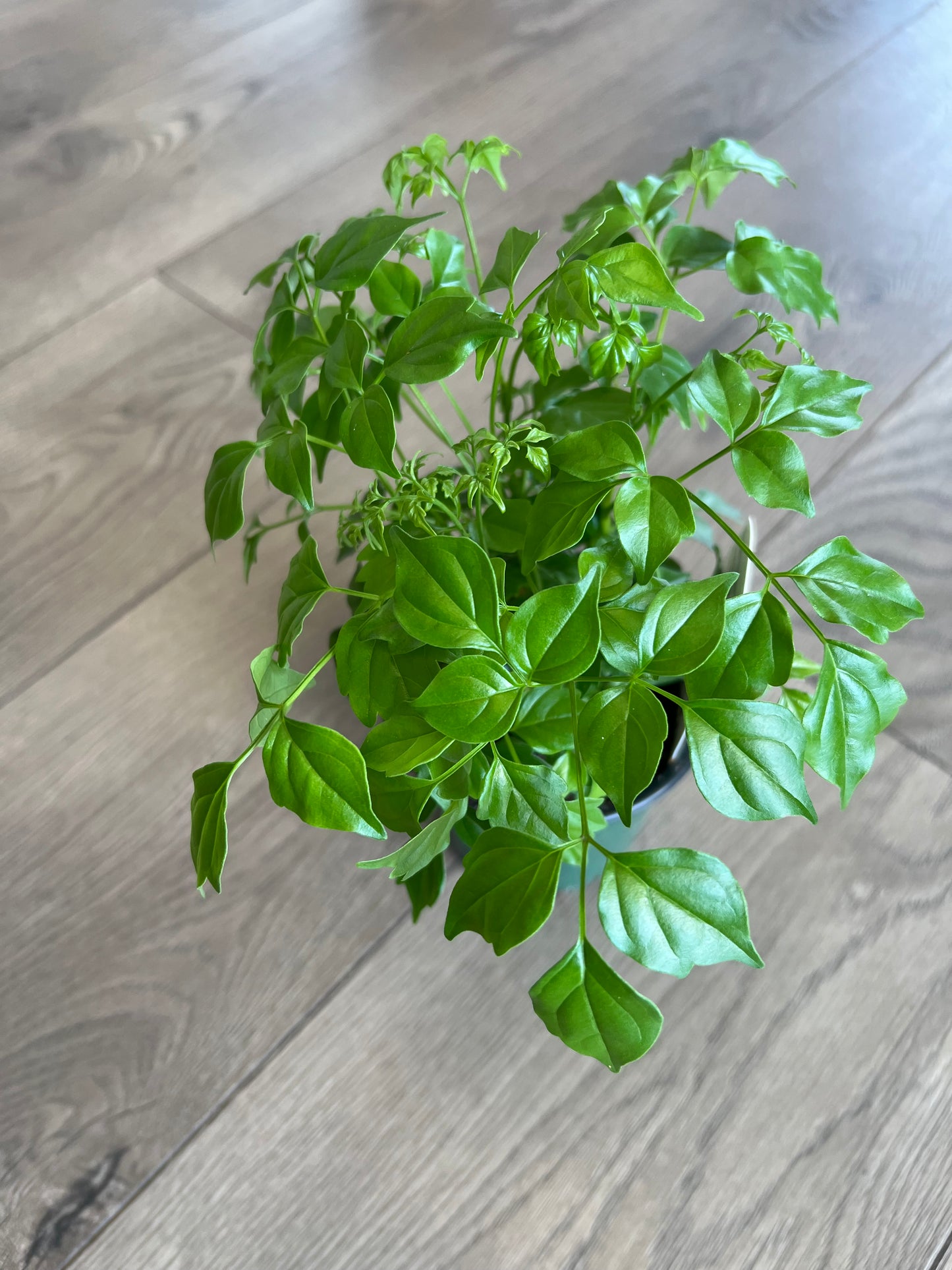 Radermachera sinica 'China Doll'