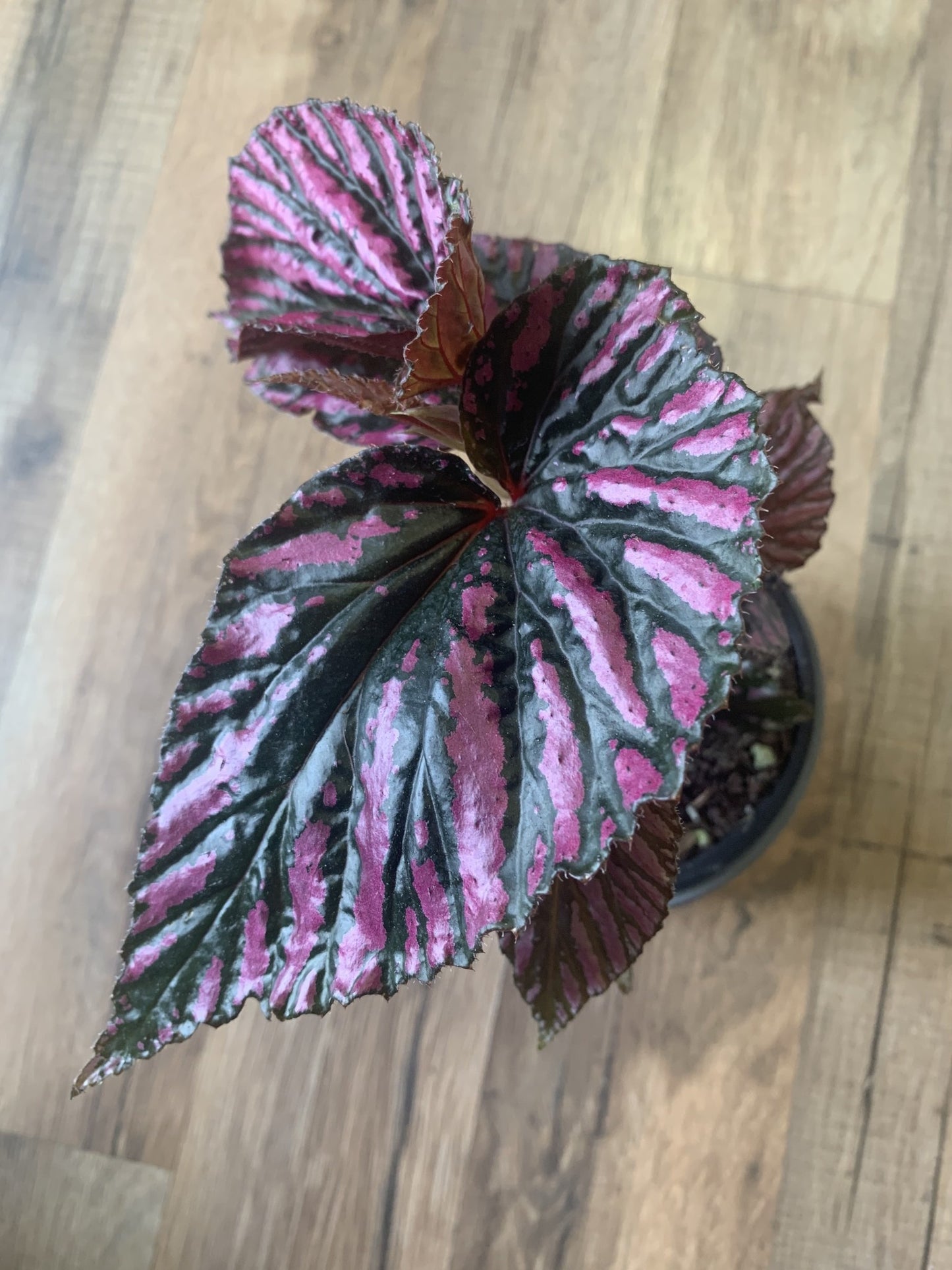 Angel Wing Begonia brevirimosa 'Exotica'