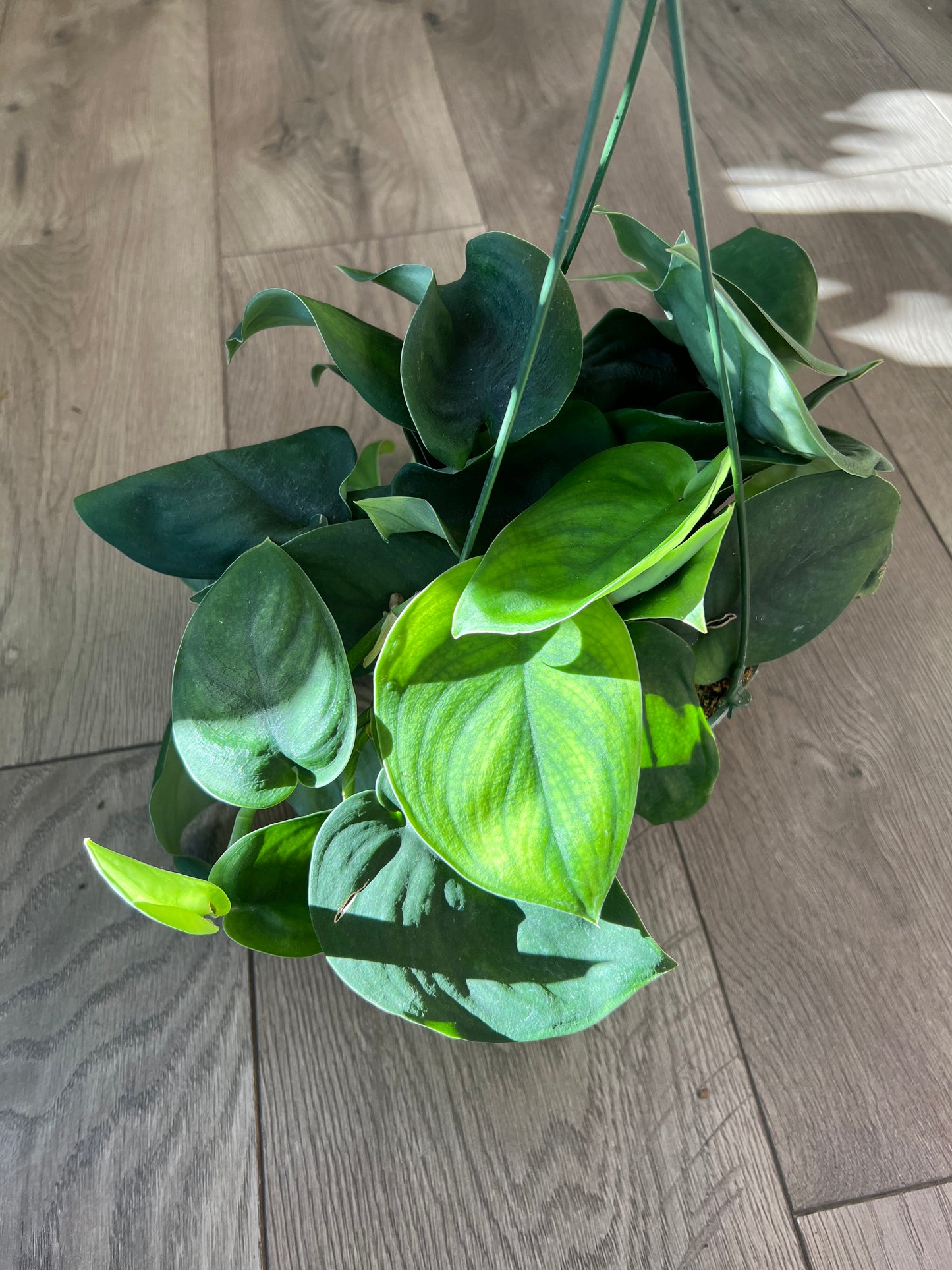 Scindapsus 'Jade Satin'