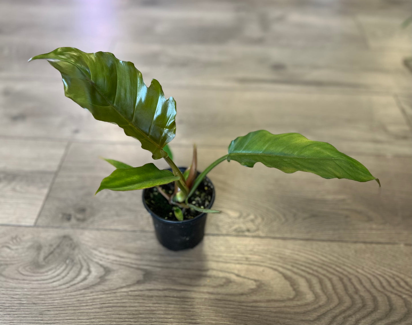 Philodendron ‘Pluto’