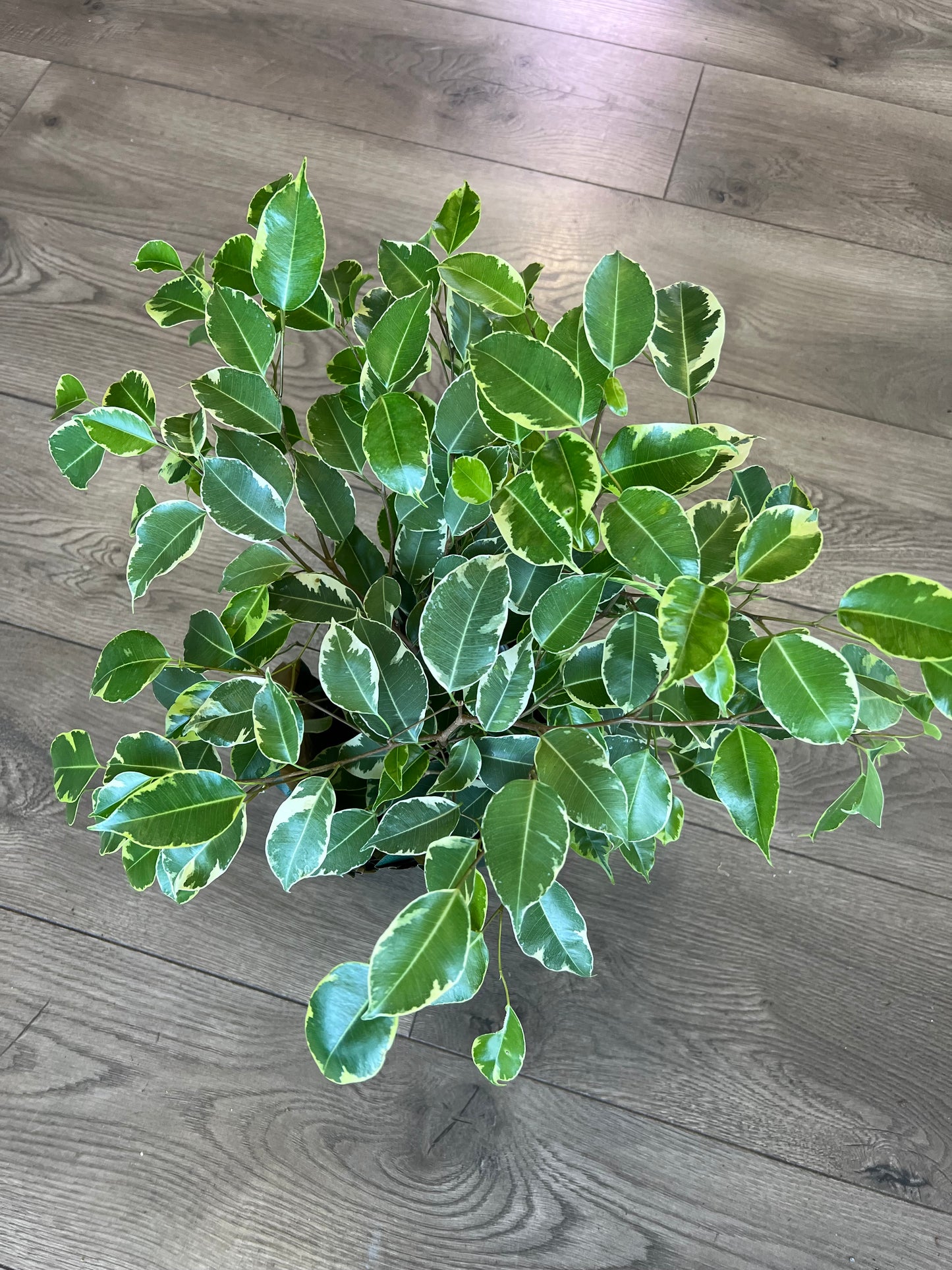 Ficus Benjamin