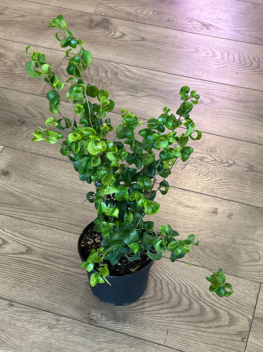 Ficus pandora 'Curly Weeping Fig'