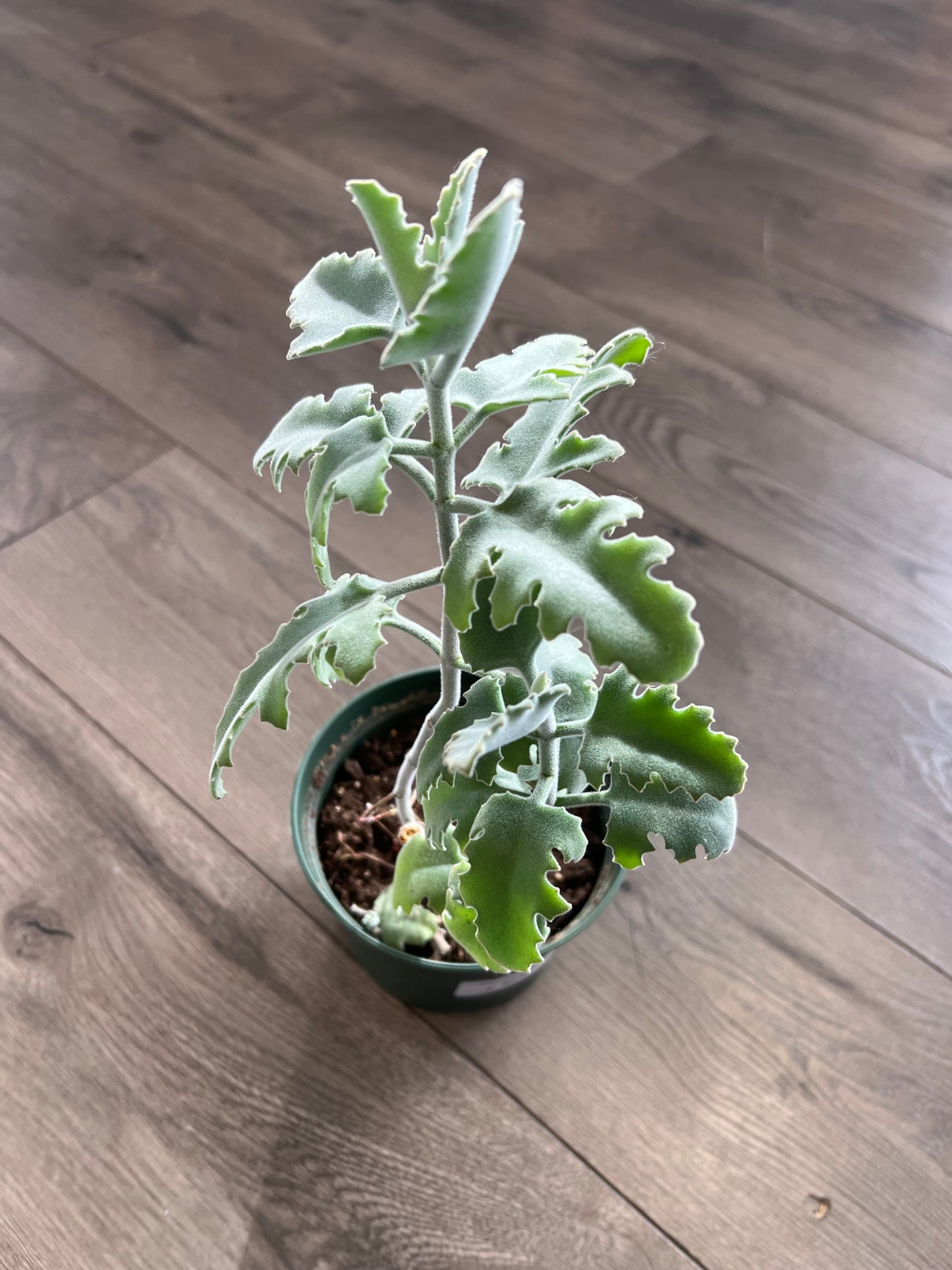 Kalanchoe Beharensis ‘Oak Leaf’