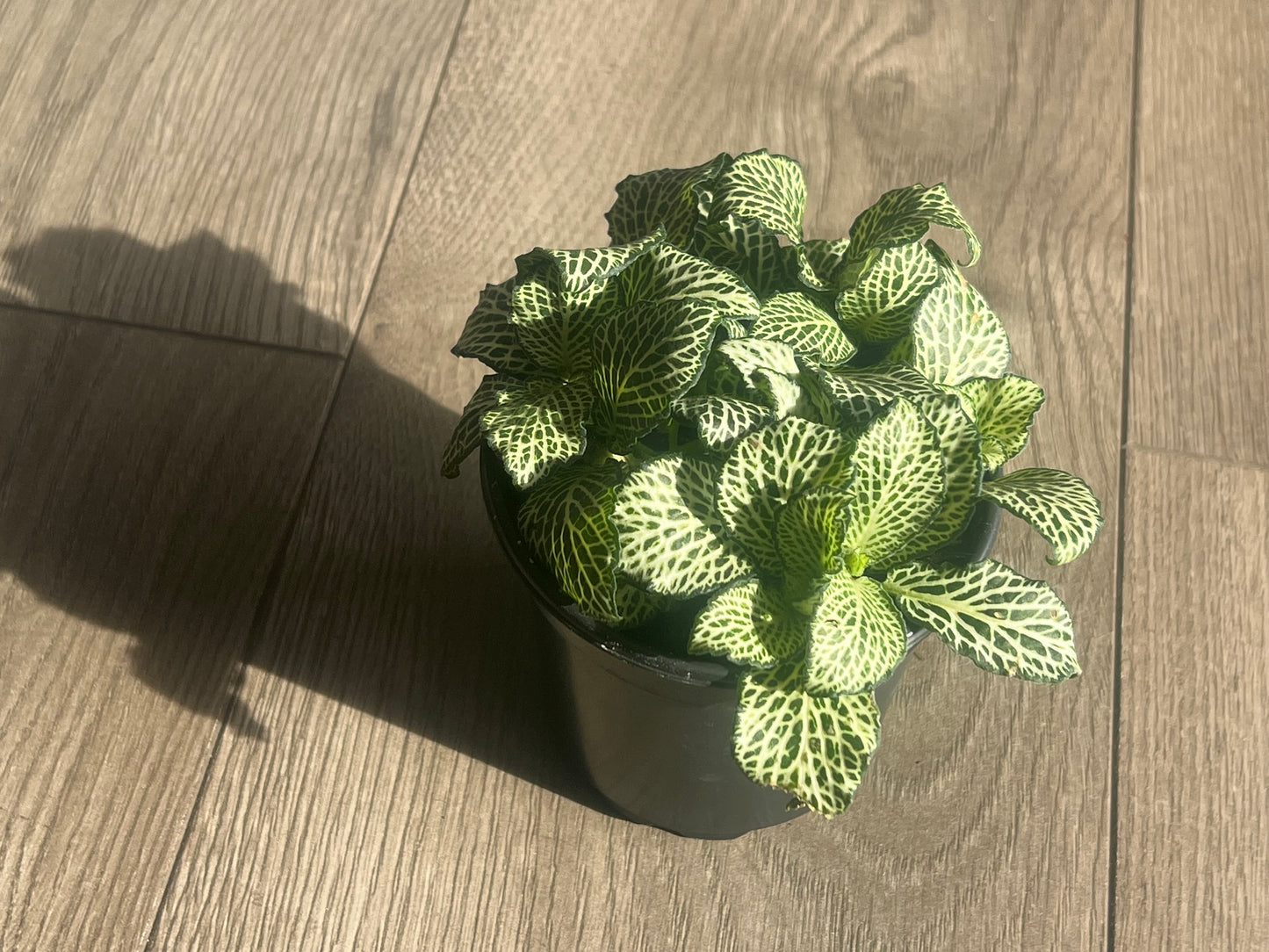 Fittonia 'Nerve Plant' White