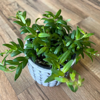 Aeschynanthus 'japhrolepsis lipstick'