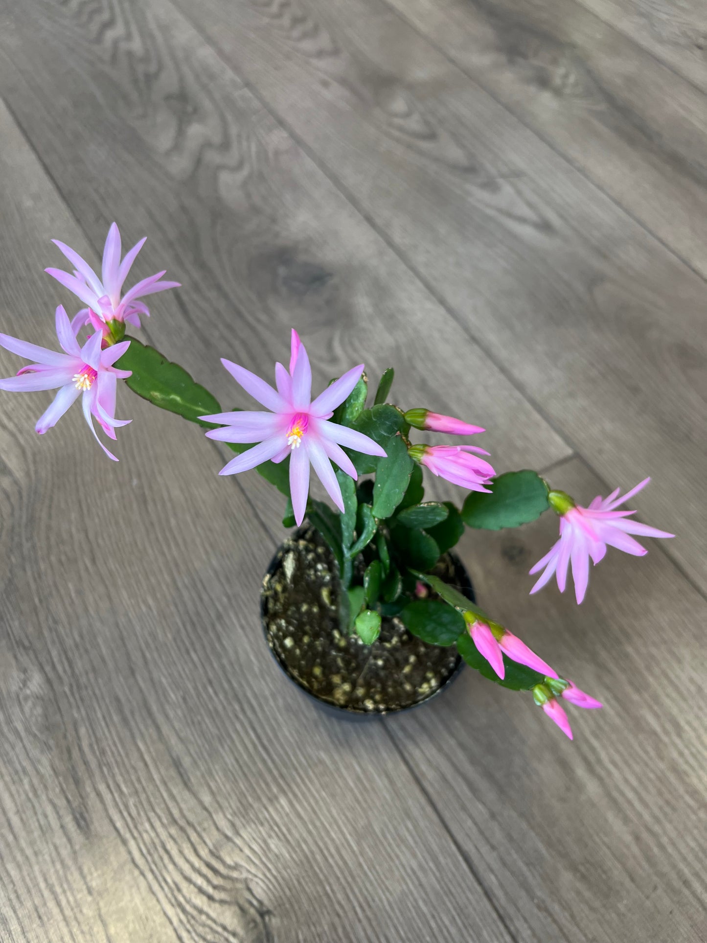 Rhipsalidopsis gaertneri 'Pink Easter Cactus'