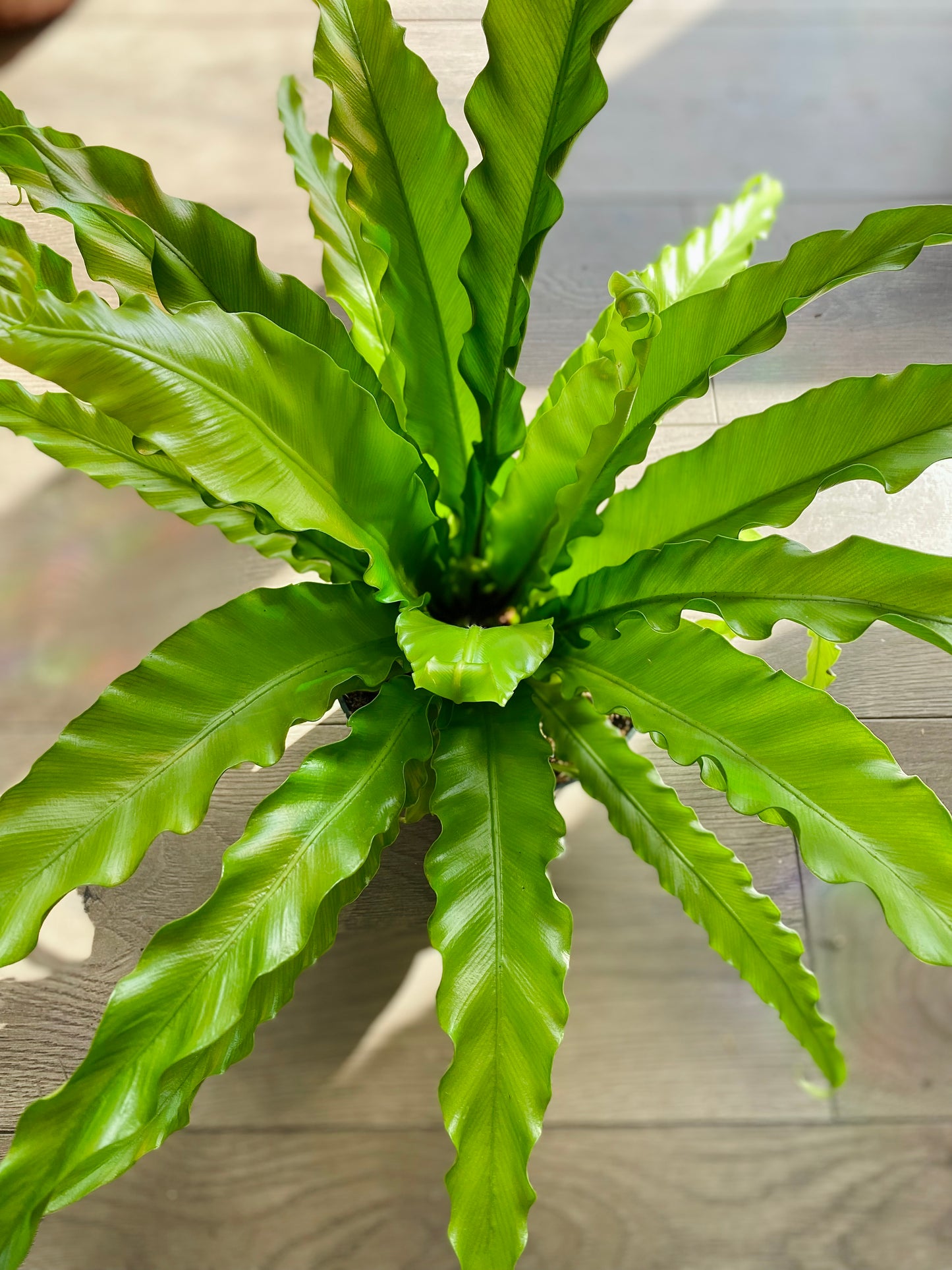 Asplenium antiquum 'Victorian Birds Nest'