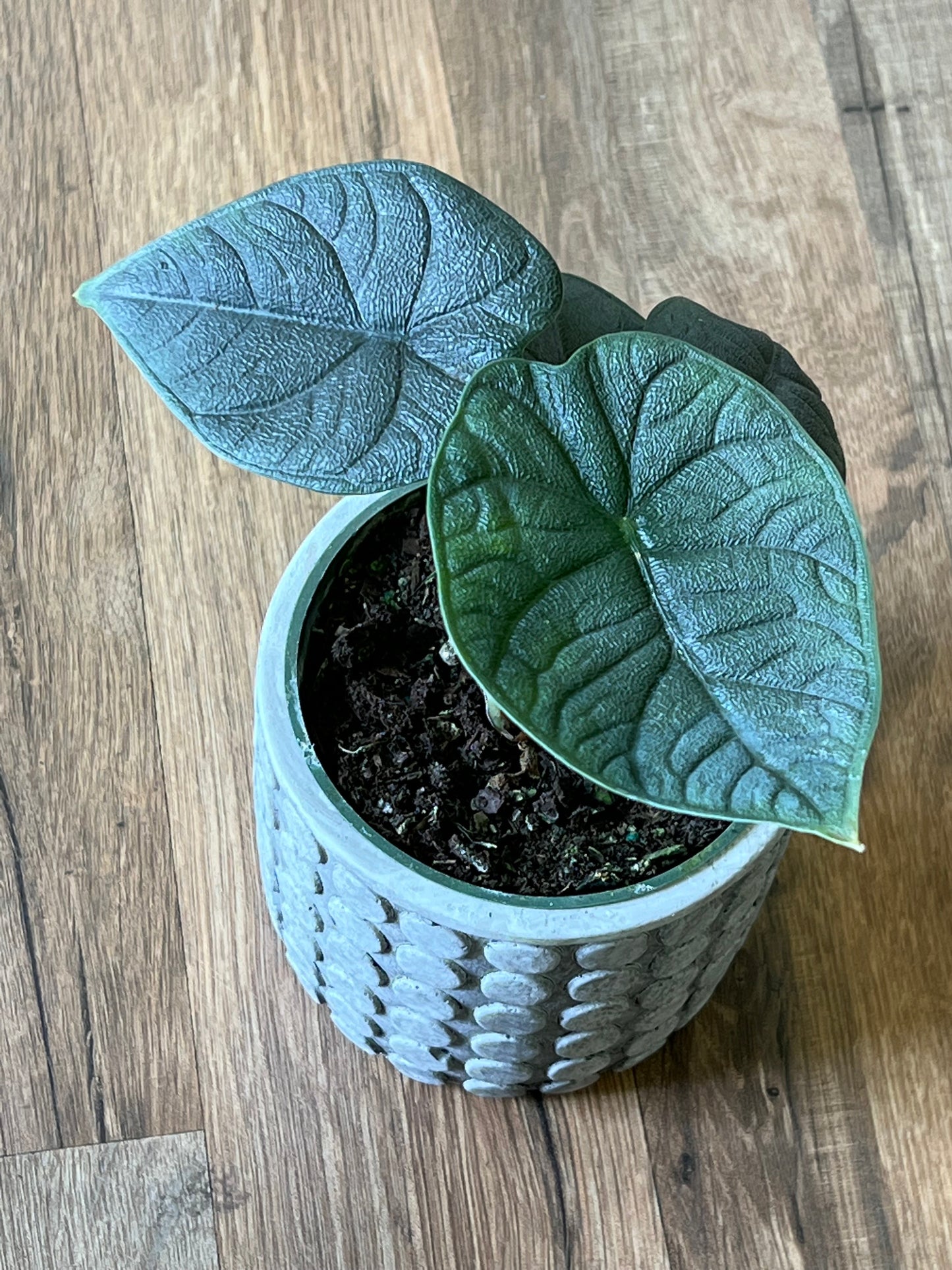Alocasia 'Melo’