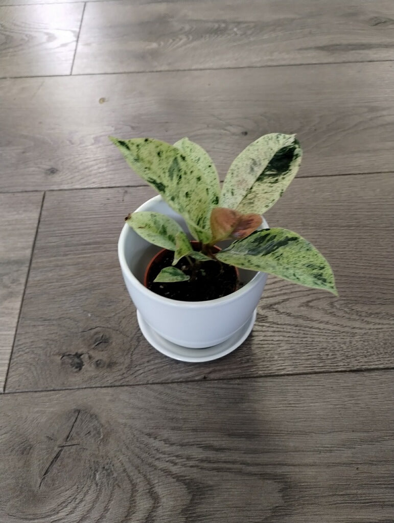 Ficus elastica 'Shivereana'