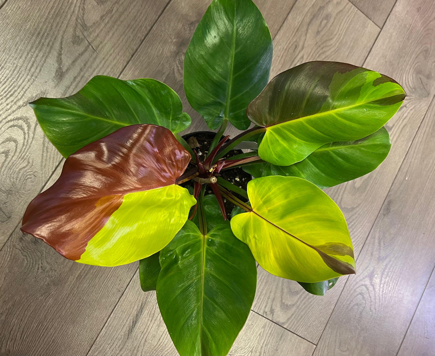 Philodendron 'Yellow Flame'